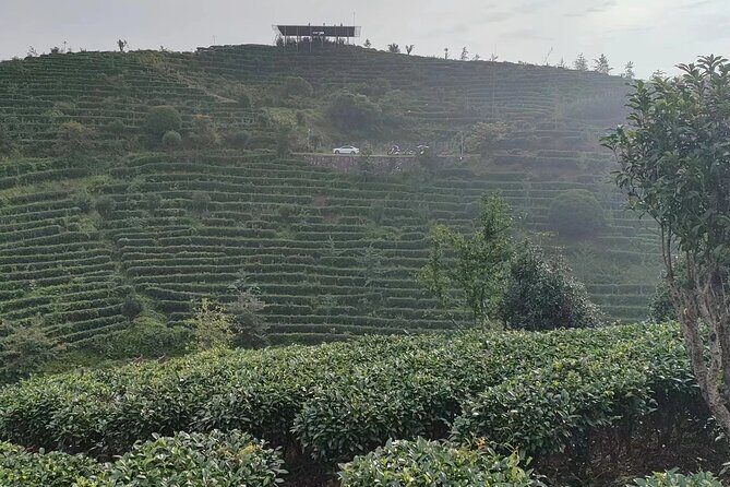 Qixianfeng Tea Plantation Tour in Yangshuo - Who Will Love This Tour?