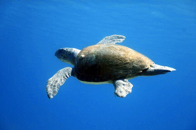 Qualified Diver 1 Tank Dive in Mykonos - The Practical Details: What’s Included and What You Should Know