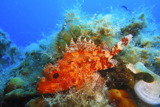 Qualified Diver 1 Tank Dive in Mykonos - Real Experiences from Divers