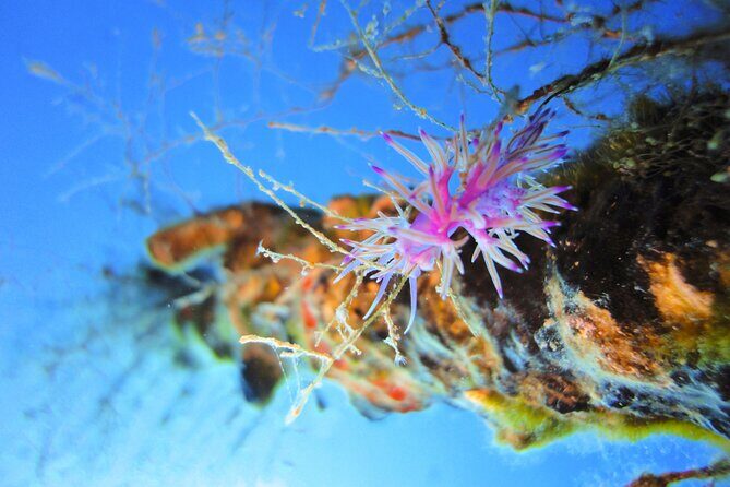 Qualified Diver 1 Tank Dive in Mykonos - The Sum Up