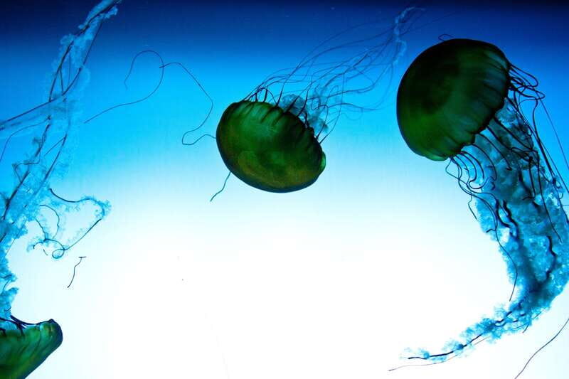 Quebec: Aquarium du Quebec Entry Ticket - FAQ