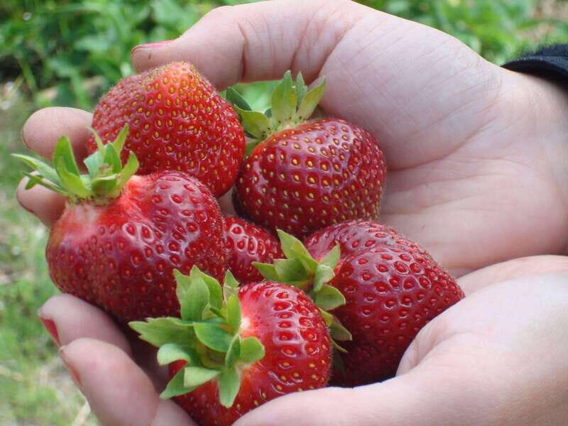 Quebec City - E-Tandem Rental on Ile d'Orléans - An Overview of the Experience