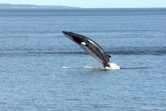 Québec City: Whale Watching Tour with Bus Transportation - Who Would Love This Tour?