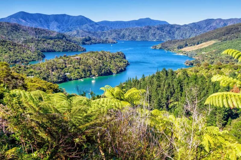 Queen Charlotte Track: Cruise & Self-Guided Hike from Picton - Key Points