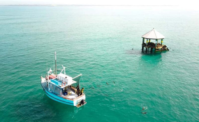 Queenscliff: 1.5hr Harbour Wildlife Sightseeing Cruise Tour - A Detailed Look at the Experience