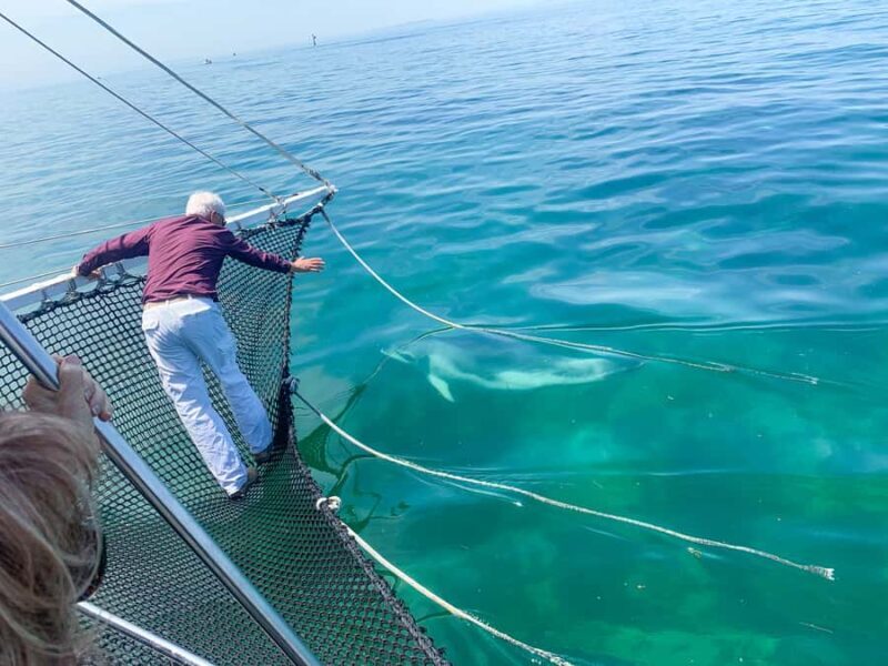 Queenscliff: 1.5hr Harbour Wildlife Sightseeing Cruise Tour - FAQ