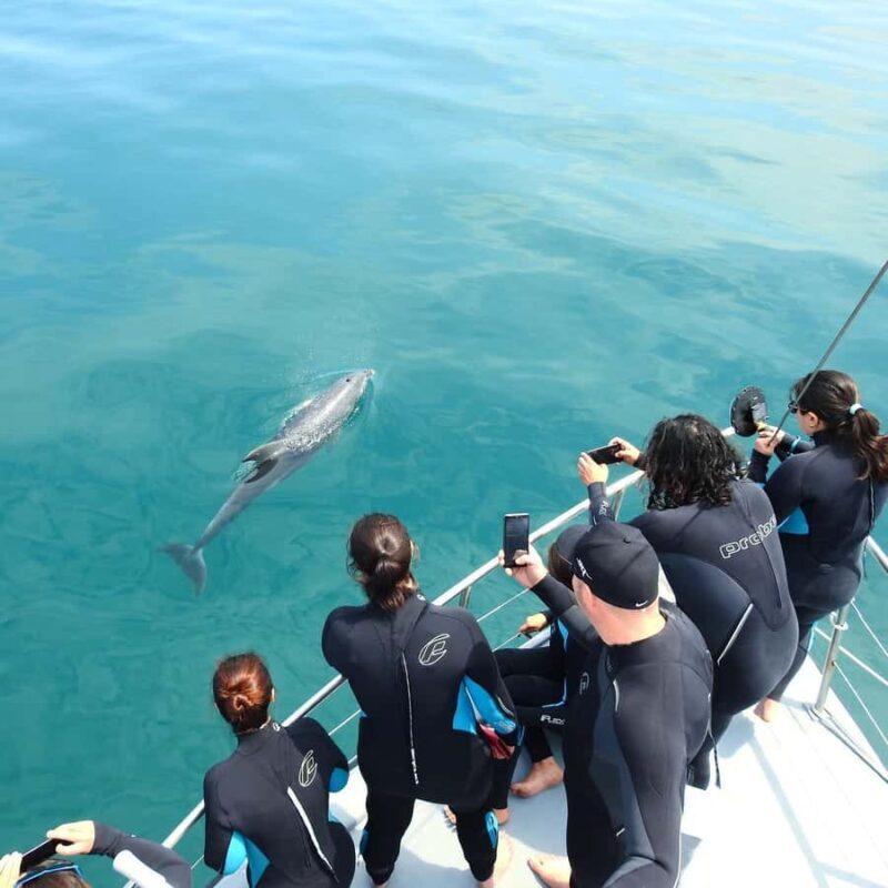 Queenscliff Harbour: 3.5hr Seal & Dolphin Snorkelling Tour - An Authentic Look at Queenscliffs Marine Adventure