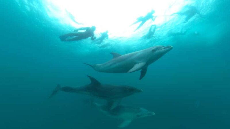 Queenscliff Harbour: 3.5hr Seal & Dolphin Snorkelling Tour - FAQ