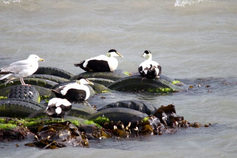 Queensferry: Maid of the Forth 1.5-Hour Sightseeing Cruise - Key Points