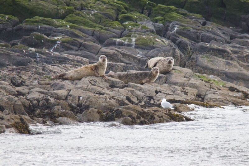 Queensferry: Maid of the Forth 1.5-Hour Sightseeing Cruise - Who Will Love This Experience?