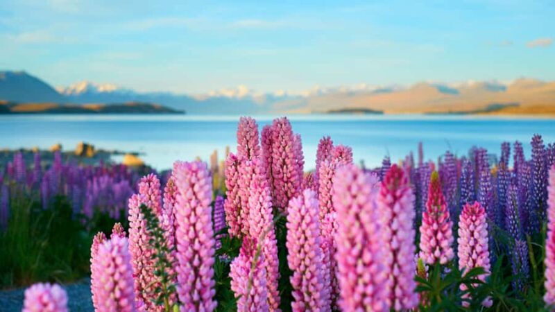 Queenstown: Private Day Trip to Lake Tekapo, Pukaki & More - Transport and Duration