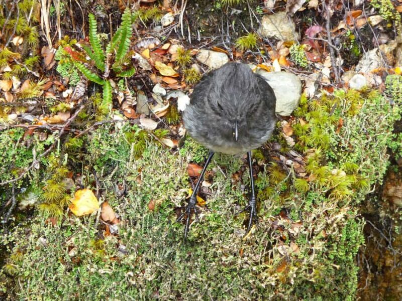 Queenstown: Routeburn Track Guided Full-Day Walk or Half Day - Who Should Book This Tour?