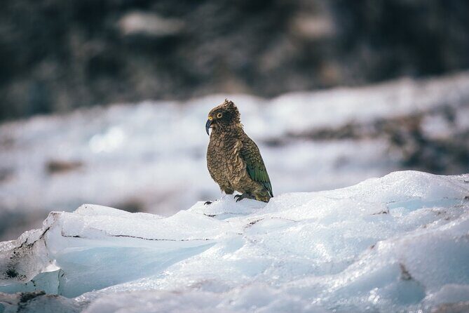 Queenstown to Christchurch via Franz Josef 2-Day Small-Group Tour - Authenticity and Experience