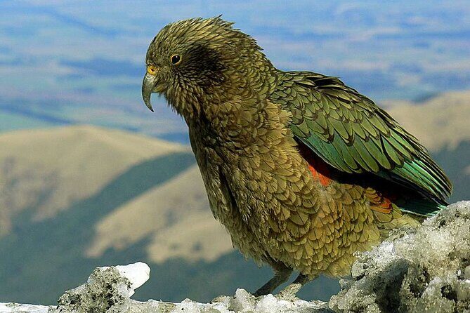 Queenstown to Lake Tekapo via Mt Cook One-Way Small Group Tour - Who Should Consider This Tour?