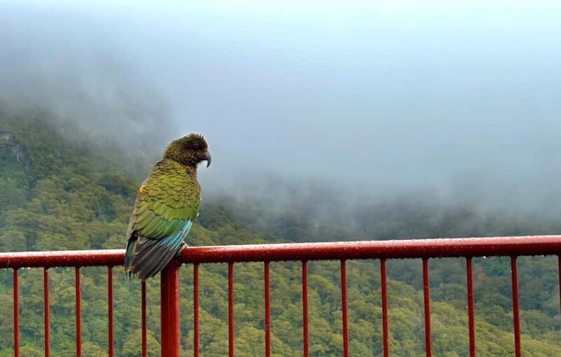 Queenstown to Te Anau via Milford Sound inc Cruise & Lunch - A Full Breakdown of the Experience