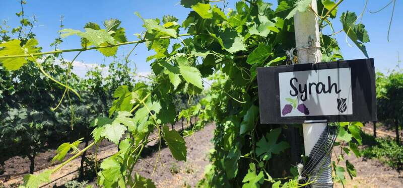 Querétaro: Haciendas, Vineyards, and Magical Towns Day Trip - Authentic Experiences and Local Flavor