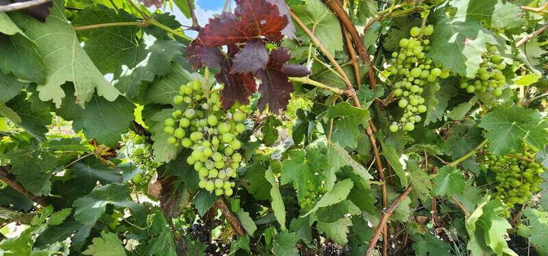 Querétaro: Independence Valley - Guanajuato Wine Tour - Practical Tips for Participants