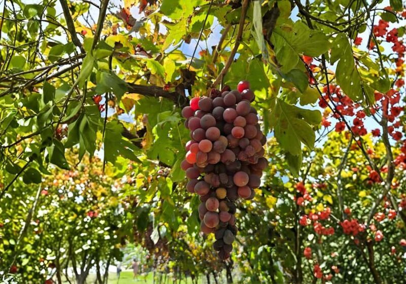 Querétaro: Peña de Bernal y Cavas de Freixenet - FAQ