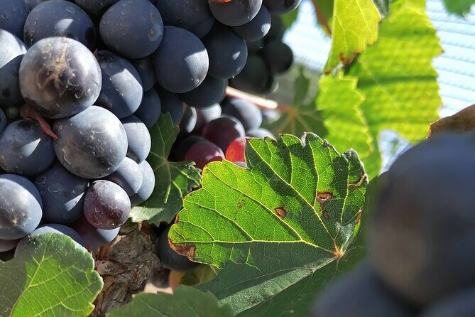 Queretaro Wine Route and Magic Towns - Price and Value