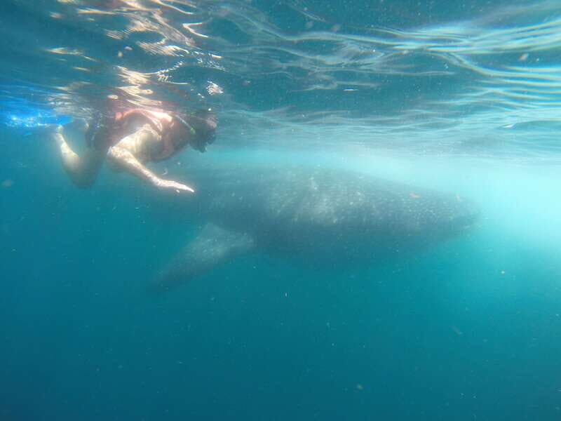 Quintana Roo: Whale Shark Swim, Private Boat Trip, and Lunch - A Deeper Look at the Experience