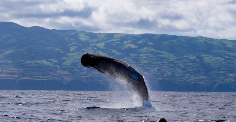 Rabo de Peixe: Sperm Whale Sanctuary Expedition - The Authentic Experience: What Reviewers Say