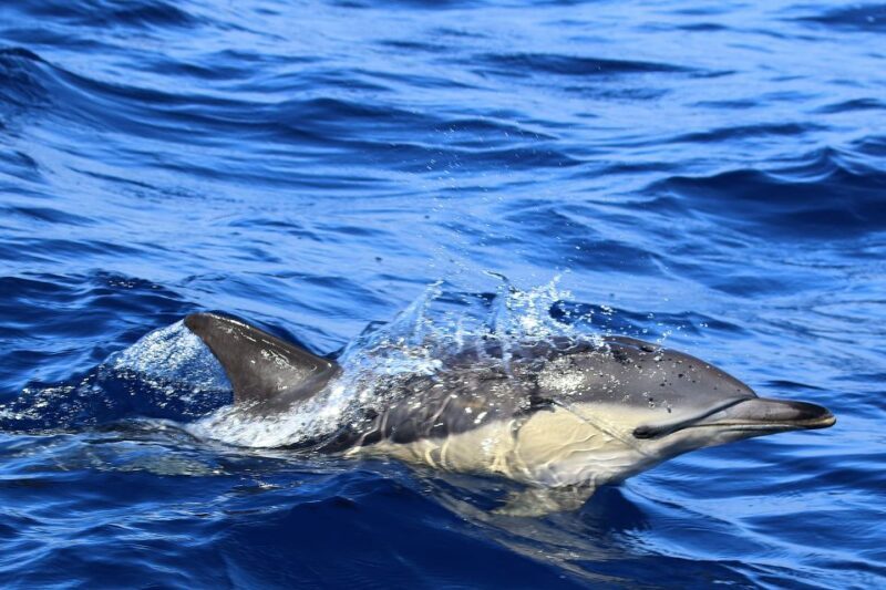 Rabo de Peixe: Sperm Whale Sanctuary Expedition - Final Thoughts