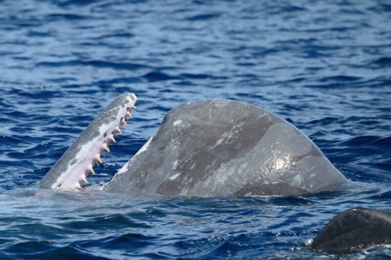 Rabo de Peixe: Sperm Whale Sanctuary Expedition - Frequently Asked Questions