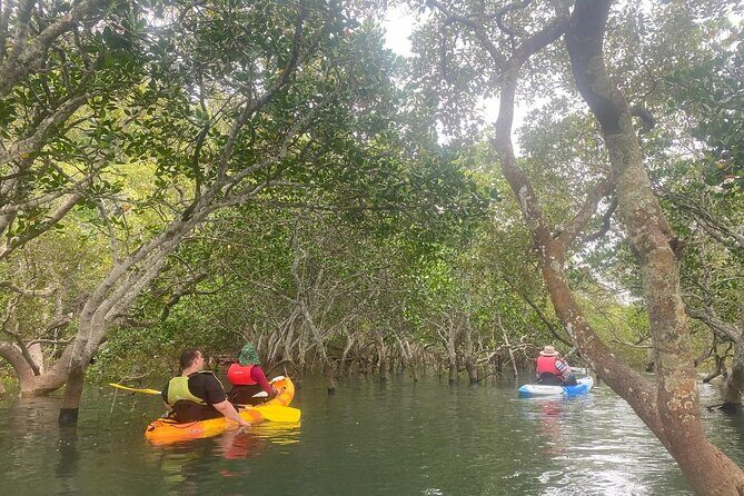 Raby Bay Wildlife Kayak Tour - Key Points