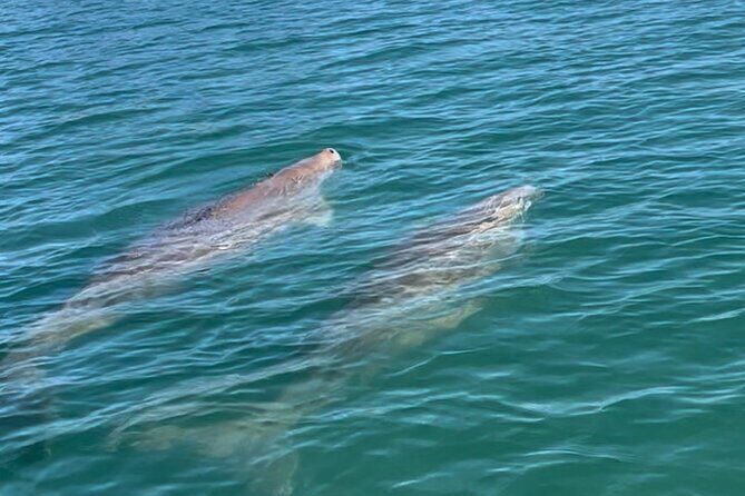 Raby Bay Wildlife Kayak Tour - Exploring Raby Bay by Kayak: What to Expect