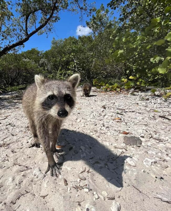 Raccoon Island Adventure: Swim & Luxury Waterfront Estates - Final Thoughts - The Value and Who It’s For