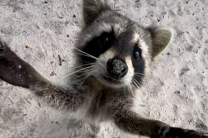 Raccoon Island Boat Tour - Indian Creek, Sanbar and Raccoons - A Detailed Look at the Raccoon Island Boat Tour Experience