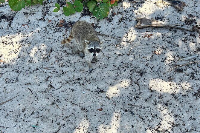 Raccoon Island Boat Tour - Indian Creek, Sanbar and Raccoons - FAQ
