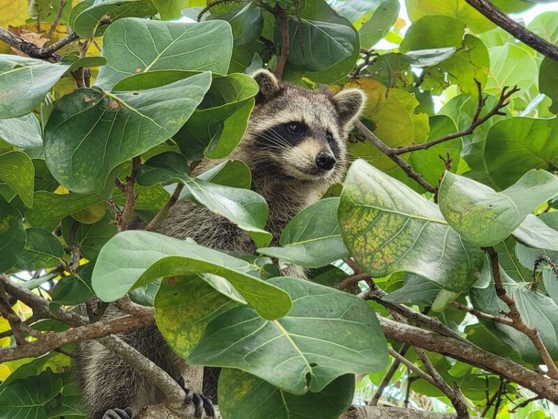 Raccoon Island: Exploration on SUP/Kayak - A Detailed Look at the Tour Experience