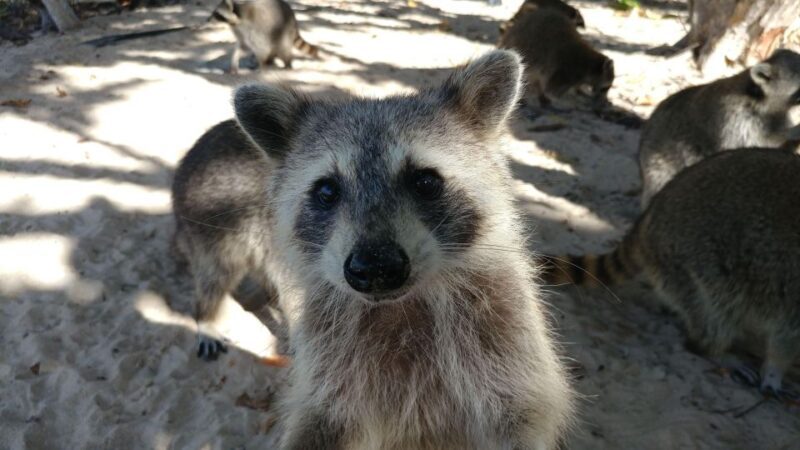 Raccoon Island: Exploration on SUP/Kayak - Is This Tour Right for You?