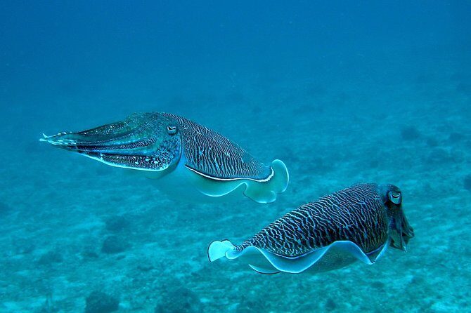 Racha Noi and Racha Yai Dive Trip from Phuket - An In-Depth Look at the Racha Dive Trip Experience