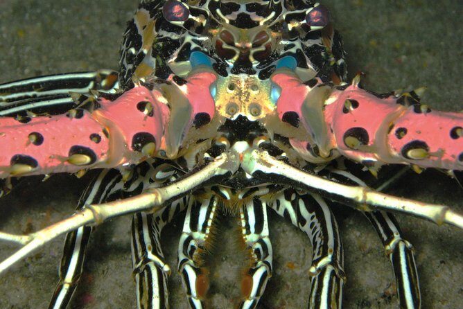 Racha Noi and Racha Yai Dive Trip from Phuket - The Sum Up