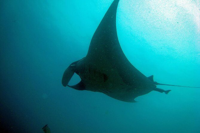 Racha Noi and Racha Yai Dive Trip from Phuket - FAQ