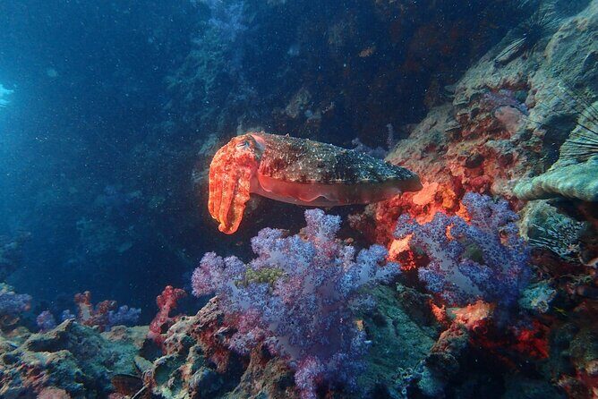 Racha Yai Dive Trip from Phuket - Racha Yai Dive Trip from Phuket: An Authentic Underwater Adventure
