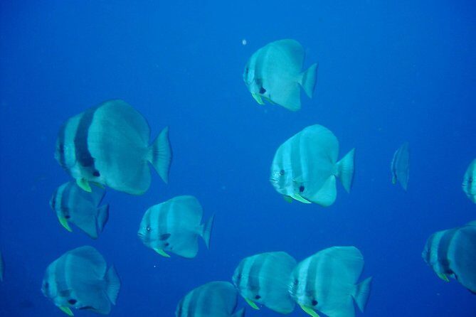 Racha Yai Dive Trip from Phuket - Key Points