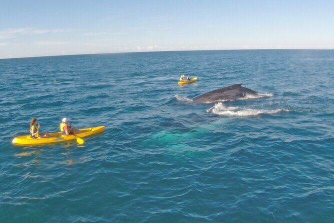 Rainbow Beach: Whale Watching Ocean Kayak Tour & Beach 4X4 - An In-Depth Look at the Rainbow Beach Whale Watching Kayak & Beach 4X4 Tour
