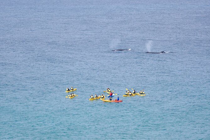 Rainbow Beach: Whale Watching Ocean Kayak Tour & Beach 4X4 - Who Will Love This Tour?