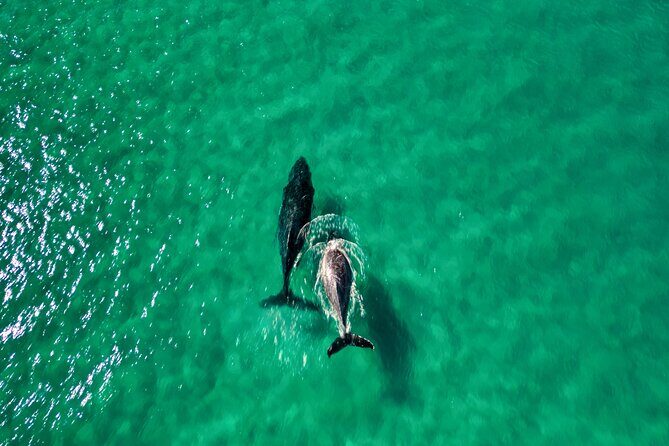 Rainbow Beach: Whale Watching Ocean Kayak Tour & Beach 4X4 - The Sum Up