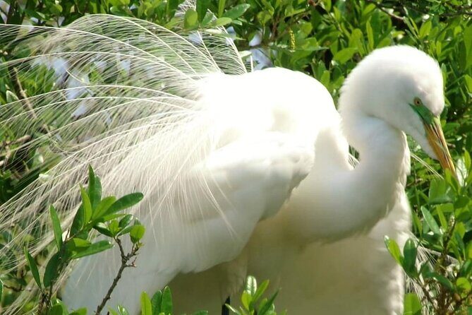 Rainbow Springs Guided Kayak/ Swim/ Snorkel Adventure - Introduction: An Authentic Florida Waterway Experience