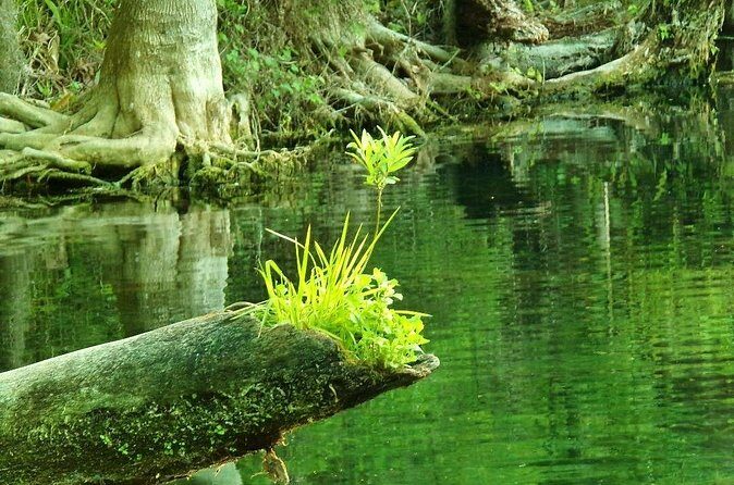 Rainbow Springs Guided Kayak/ Swim/ Snorkel Adventure - Practical Considerations and Value