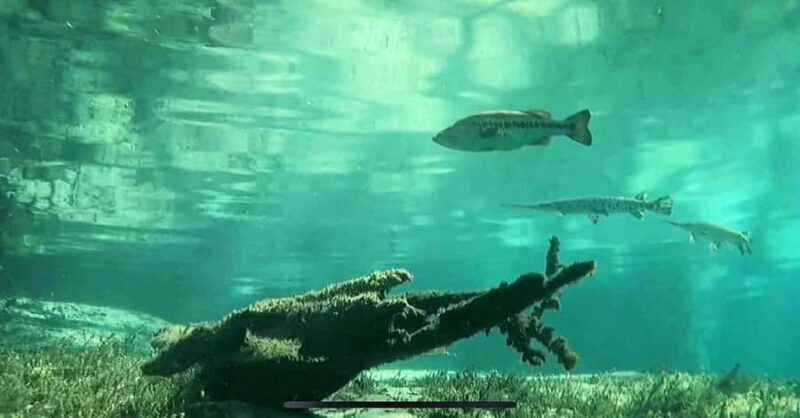 Rainbow Springs: Rainbow River Snorkel & Sightseeing Cruise - Practical Details: What You Need to Know