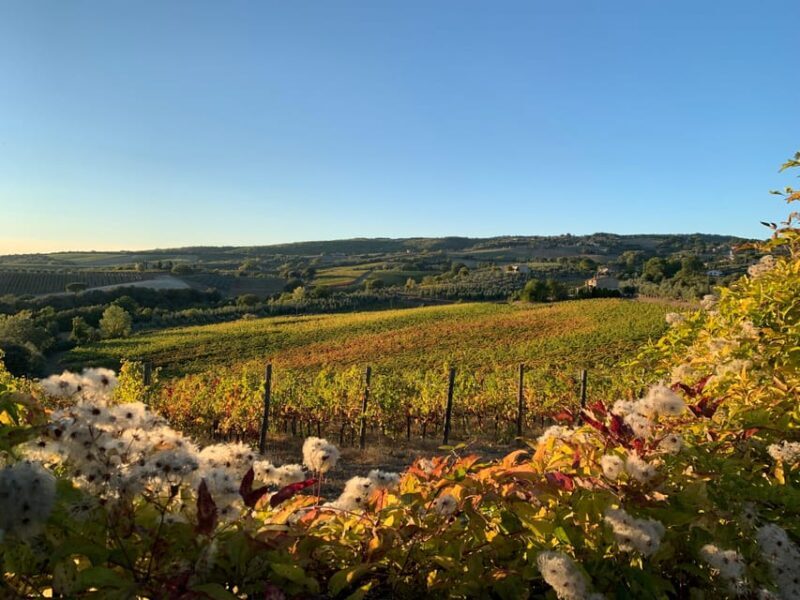 Raise a Glass: Exclusive Wine Experiences Near Orvieto - Key Points