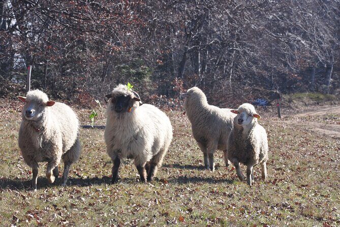 Rambling in Transylvania - Who Should Consider This Tour?