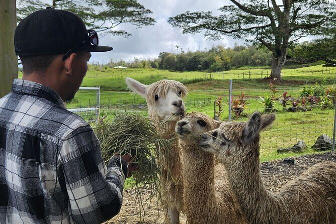 Ranch Tour & Animal Encounters - Exploring Ola Nani Ranch: A Close-Up of Hawaiian Countryside Life