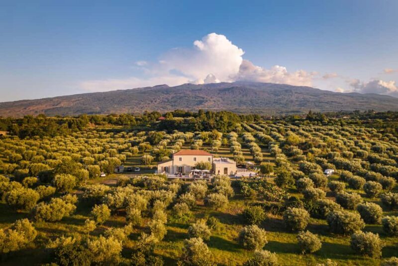 Randazzo: Extra virgin olive oil tasting and olive grove tour - The Olive Grove Experience