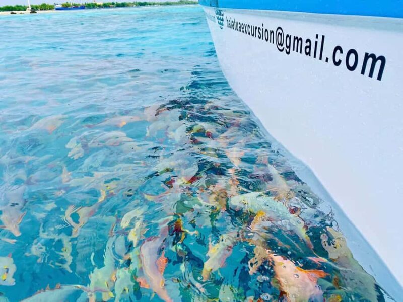 Rangiroa: Blue Lagoon Tiputa Pass Coral Garden Island Birds - The Experience: What to Expect from Start to Finish